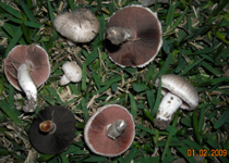 What are Molds, Fungi, Mushrooms and Yeasts?, Houston, Texas USA