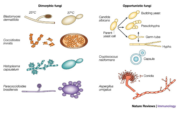 What are Molds, Fungi, Mushrooms and Yeasts?, Houston, Texas USA